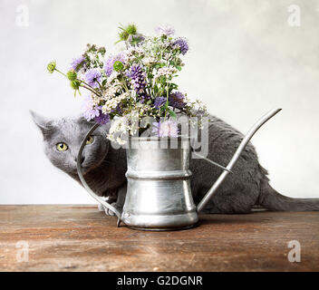 Gatto con fiori in vecchi impianti di irrigazione decorativo può Foto Stock