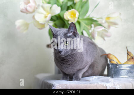 Blu di Russia gatto sul tavolo con una ciotola di pere fresche e tulipani Foto Stock