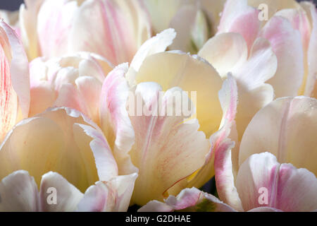 Bouquet di color pastello tulipani con gocce d'acqua Foto Stock