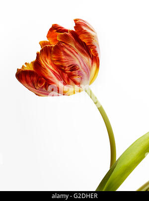 Coppia di bella Tulip fiorisce in primavera Foto Stock