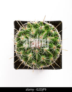 Vista aerea di una circolare verde Cactus spinoso in un quadrato nero vaso isolato su bianco Foto Stock