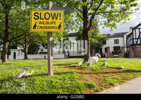 Un cigno muto e i suoi cigneti su un'isola di traffico nel mezzo di una strada trafficata con un avvertimento Firma con la dicitura "Slow Wildlife Crossing" Foto Stock