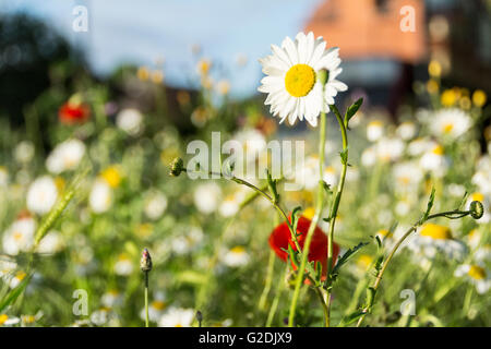 Un idillio urbano di fiori selvatici, England, Regno Unito Foto Stock