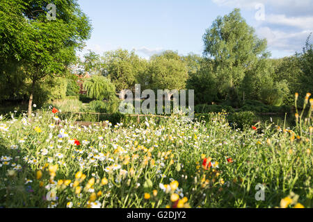 Un idillio urbano di fiori selvatici in London, England, Regno Unito Foto Stock