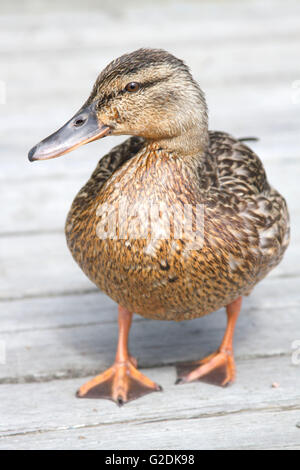 Femmina di germano reale (Anas platyrhynchos) camminando su un dock Foto Stock