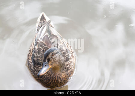 Femmina di germano reale (Anas platyrhynchos) in un stagno chiedendo per tratta Foto Stock