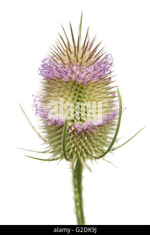 Dipsacus fullonum, noto anche come Dipsacus sylvestris, wild teasel, teazel o cardo, con due file di fiori Foto Stock