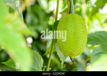 Gac verde frutta, molla cetriolo amaro o Momordica Cochinchinensis Spreng sull'albero in Thailandia Foto Stock