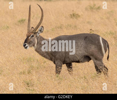 Il maschio waterbuck (kobus ellipsiprymnus) Foto Stock