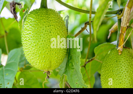 Gac verde frutta, molla cetriolo amaro o Momordica Cochinchinensis Spreng sull'albero in Thailandia Foto Stock