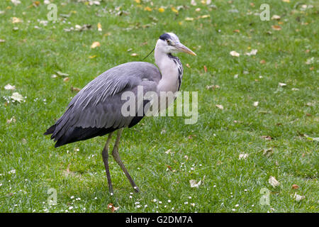 Heron in St James Park London Foto Stock