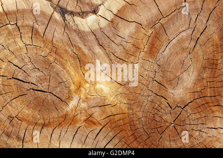 Sawed-off tronco di albero tre anime Foto Stock