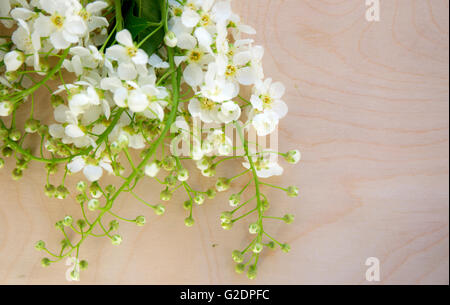 White bird-fiori di ciliegio su sfondo di legno. Foto Stock