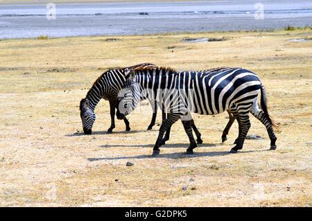 Due zebre che sfiora nel prato di un parco in Tanzania. Foto Stock