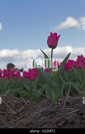 Dwingeloo, Paesi Bassi, 3 Maggio 2016: Campo di tulipani con il fotografo Foto Stock