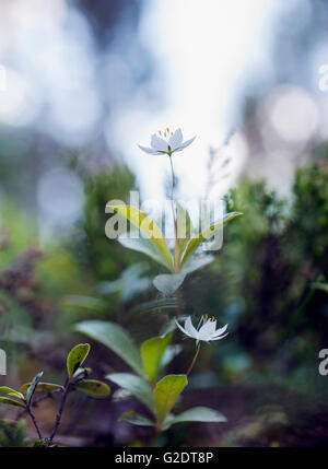 Chickweed wintergreen (Trientalis europaea) Foto Stock