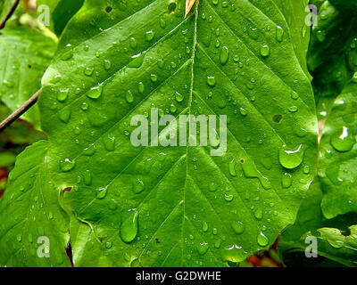 Foglie di faggio (Fagus sylvatica),gocce di pioggia sulle foglie di faggio, Foto Stock