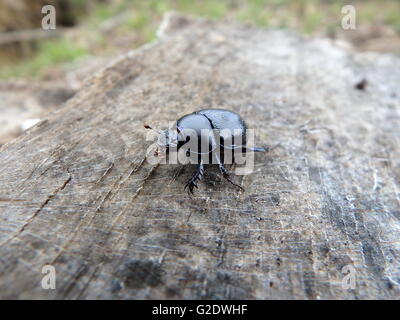 Scarabeo ,(Geotrupes stercorarius)beetle, bug, Foto Stock