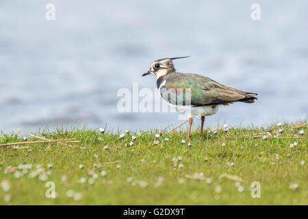 Close-up di pavoncella (vanellus vanellus) camminare in un prato di erba e fiori in prossimità di acqua su un luminoso giorno di sole. Foto Stock