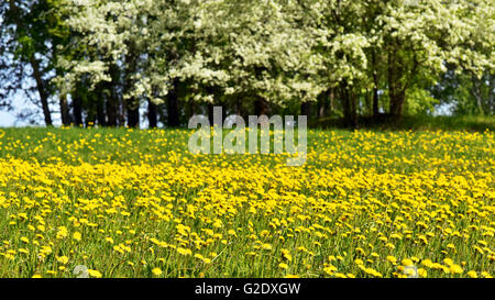 Fioritura di tarassaco giallo su un prato verde Foto Stock