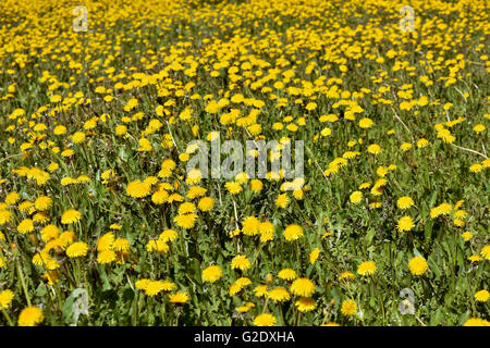 Fioritura di tarassaco giallo su un prato verde Foto Stock