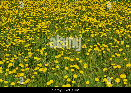 Fioritura di tarassaco giallo su un prato verde Foto Stock