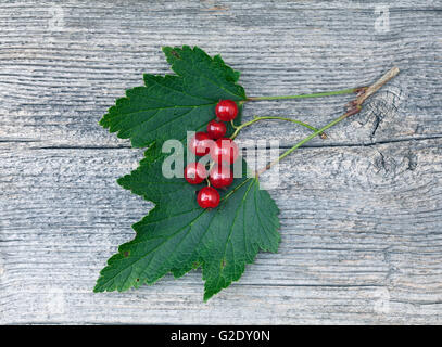 Ribes rosso, verde foglie in primo piano su un anziano tavola di legno, Plank. Texture, pattern nella scheda. Foto Stock