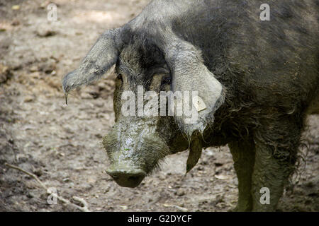 Serbia - Il Mangalica (Mangalitsa, Mangalitza) un vecchio ungherese razza di maiale domestico (Sus scrofa) cinghiale Foto Stock