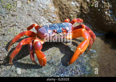 Isola di Natale granchio rosso (Gecarcoidea natalis) in un nuovo flusso di acqua Foto Stock