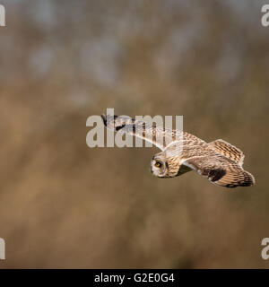 Wild Short eared owl in volo in cerca di preda (asio flammeus) Foto Stock