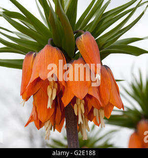 Corona Fritillary imperiale, Corona imperiale o Kaiser a corona (Fritillaria imperialis), distretto della Ruhr, Dortmund Foto Stock
