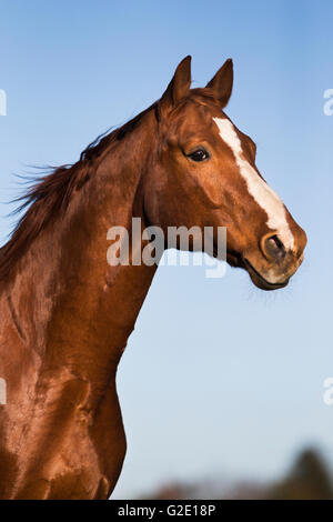 Hanoverian, fox, marrone rossastro e pelliccia, ritratto animale contro il cielo blu, Tirolo, Austria Foto Stock