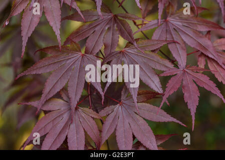 Acer palmatum atropurpureum Bloodgood Foto Stock