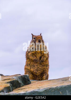 Scoiattolo peloso, marmotta, seduto su una roccia Foto Stock