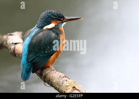Femmina comune selvatico Kingfisher (Alcedo atthis) sat sul ramo persico. Prese a Morton Lochs, Fife, Scozia. Foto Stock