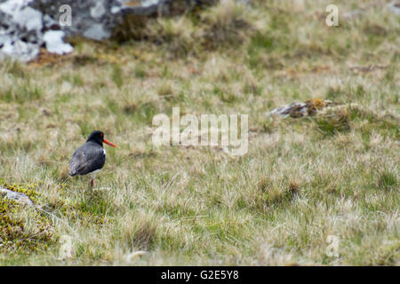 Eurasian oystercatcher, Haematopus ostralegus, camminando su erba sulle Isole Faerøer Foto Stock