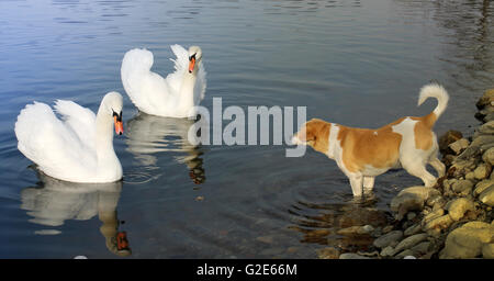 Bello cane con una bella espressione, giocando con due cigni Foto Stock