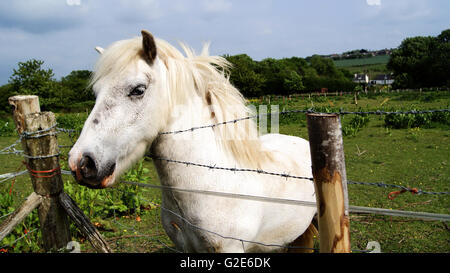 Horse Sporgendoti Filo spinato Foto Stock