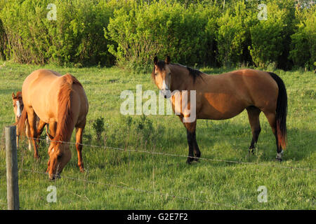 Due cavalli ((Equus caballus ferus) e un puledro in Alberta, Canada. Foto Stock