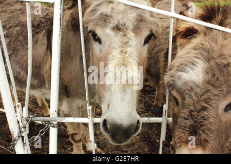 Due asini (Equus africanus asinus) in Alberta, Canada Foto Stock