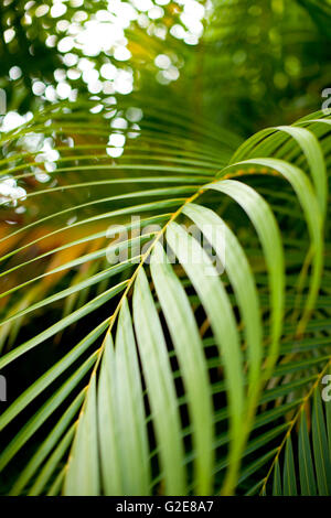 Foglia di Palma verde Foto Stock