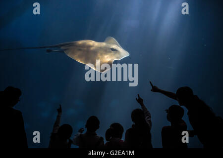 Hefei, cinese della provincia di Anhui. 29 Maggio, 2016. Bambini visita acquario di Hefei in Hefei, a est della capitale cinese della provincia di Anhui, 29 maggio 2016. I bambini hanno visitato l'acquario per celebrare la prossima Giornata per i bambini. © Guo Chen/Xinhua/Alamy Live News Foto Stock