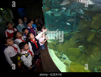 Hefei, cinese della provincia di Anhui. 29 Maggio, 2016. Bambini Watch pesce a Hefei aquarium di Hefei, a est della capitale cinese della provincia di Anhui, 29 maggio 2016. I bambini hanno visitato l'acquario per celebrare la prossima Giornata per i bambini. © Guo Chen/Xinhua/Alamy Live News Foto Stock