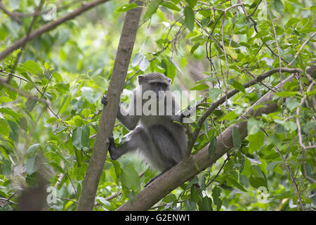 Blue Monkey Cercopithecus mitis St Lucia Wetland reserve Sud Africa Foto Stock