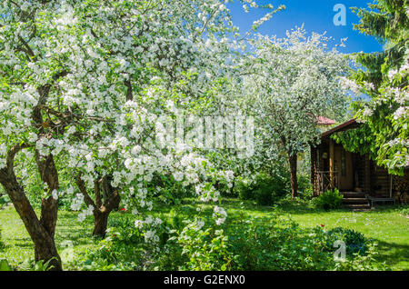 Giardino con fioritura apple-alberi, un paesaggio a molla Foto Stock