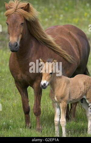 Cavallo islandese mare e puledro in Islanda Luglio 2009 Foto Stock