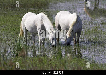 I cavalli bianchi sulla Camargue prenotare Naturel Francia Foto Stock