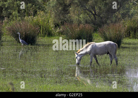 White Horse e airone cenerino Ardea cinerea sulla Camargue prenotare Naturel Francia Foto Stock