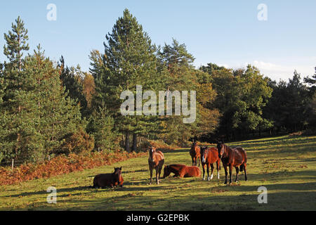 New Forest pony su pascoli da Highland acqua Inclosure New Forest National Park Hampshire England Regno Unito Foto Stock