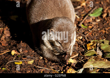 Asian breve artigliato otter Aonyx cinerea [captive] La nuova foresta Wildlife Park New Forest National Park Hampshire England Regno Unito Foto Stock